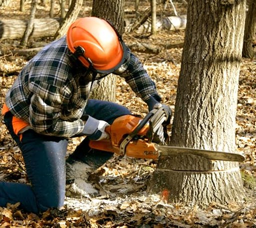 Tree Removal in West Brookfield, MA